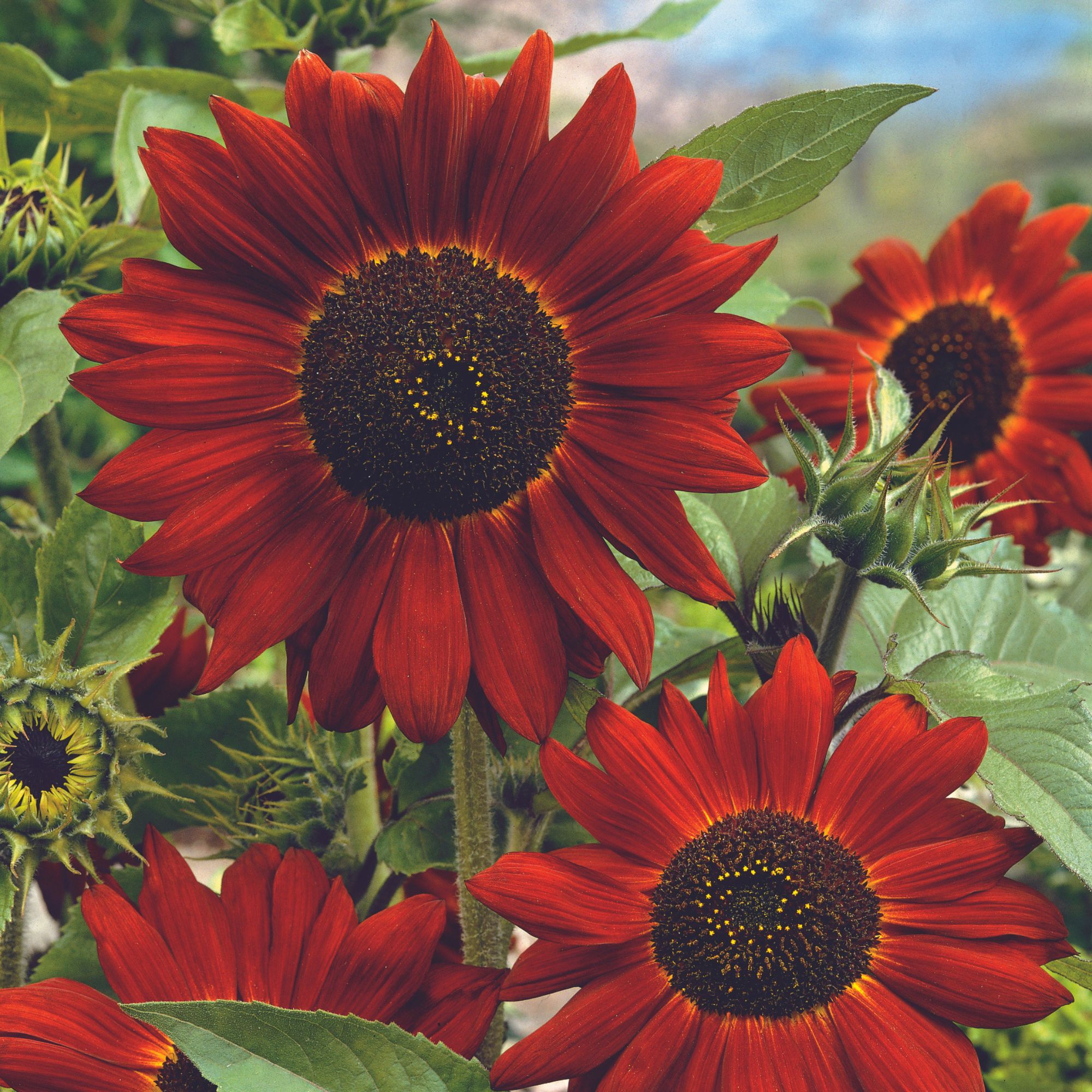 Midnight Rouge Sunflower Seeds - 1 Oz ~986 Seeds - Garden Flower Seeds for Planting